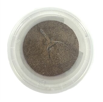 Dierendrogist Groenlipmossel Extract Veterinair 200 GR