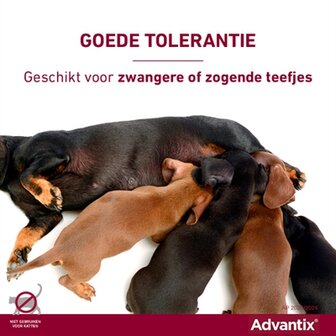Bayer Elanco Advantix Spot On 600/3000 40+ KG - 4 PIP