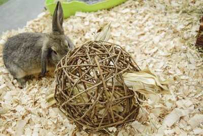 Nature First Happy Pet Speelbal Wilg Nature First 17X17X17 CM