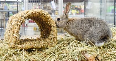 Happy Pet Grassy Tunnel 22X20X15 CM