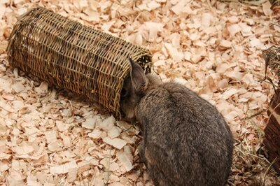 Nature First Happy Pet Wilgen Tunnel SMALL 27X13X13 CM