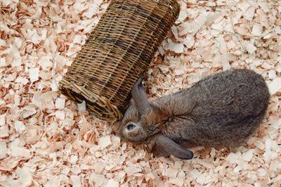 Nature First Happy Pet Wilgen Tunnel SMALL 27X13X13 CM
