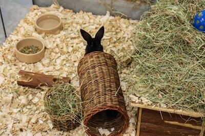 Happy Pet Wilgen Tunnel LARGE 32X15X15 CM
