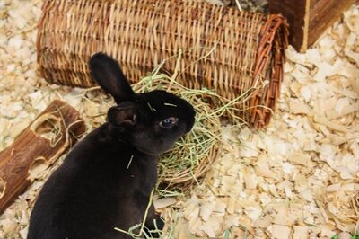Happy Pet Wilgen Tunnel LARGE 32X15X15 CM