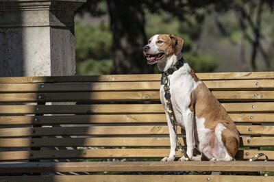 Morso Hondenriem Gerecycled Full Metal Dog Bruin 120X1,5 CM 6-20 KG