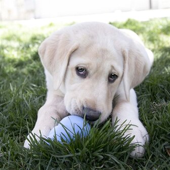 Kong Puppy Roze Of Blauw Assorti SMALL 7,5X4,5X4,5 CM