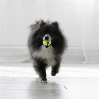 Kong Squeakair Tennisbal Geel Met Piep XS 4 CM 3 ST