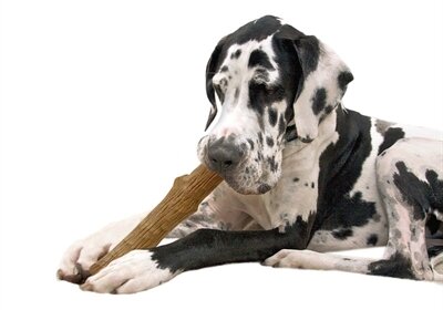 Petstages Dogwood Durable Stick LARGE 20 CM