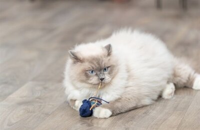 Trixie Zeedier Pluche Met Catnip Assorti 5-8 CM