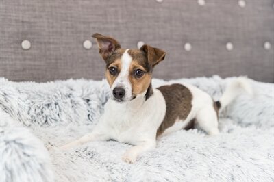 TRIXIE SOFA BED HARVEY MEUBELBESCHERMER HOEKIG WIT / ZWART