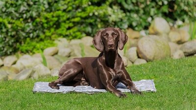 TRIXIE KOELMAT SOFT GRIJS