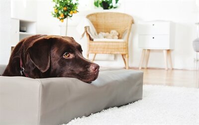 BIA BED KUNSTLEER HOES HONDENMAND TAUPE