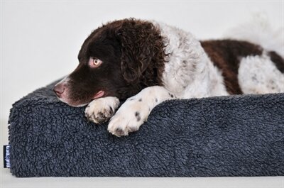 BIA BED FLEECE HOES HONDENMAND GRIJS