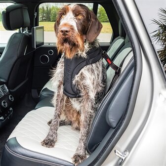 KONG AUTOGORDEL HOND ULTIMATE SAFETY