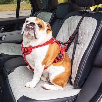 KONG AUTOGORDEL HOND ULTIMATE SAFETY