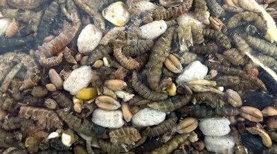 UTOPIA STROOIVOER MET INSECTEN