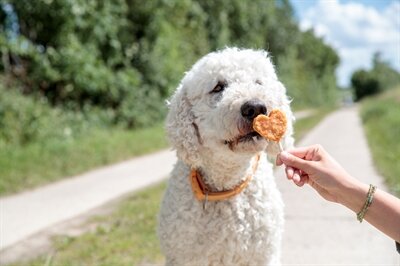 TRIXIE PREMIO LOLLY MET KIP EN RIJST