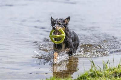 TRIXIE AQUA TOY TREKSPEELTJE TPR LIME