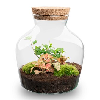 Terrarium Diy Kit - Little Joe - Bottle Garden - &uarr; 21.5 Cm Coffea &amp; Fittonia White