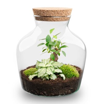 Terrarium Diy Kit - Little Joe - Bottle Garden - &uarr; 21.5 Cm Hedera &amp; Fittonia White