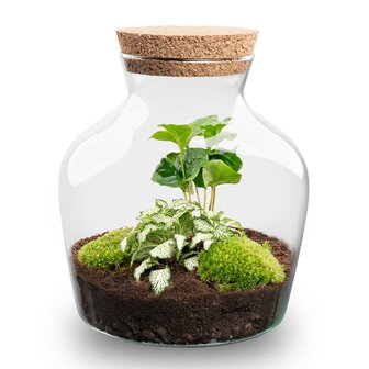 Terrarium Diy Kit - Little Joe - Bottle Garden - &uarr; 21.5 Cm Hedera &amp; Fittonia White