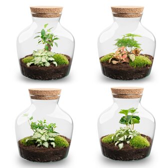Terrarium Diy Kit - Little Joe - Bottle Garden - &uarr; 21.5 Cm Asparagus &amp; Fittonia White