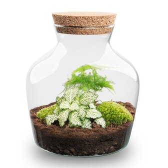 Terrarium Diy Kit - Little Joe - Bottle Garden - &uarr; 21.5 Cm Asparagus &amp; Fittonia White