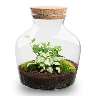 Terrarium Diy Kit - Little Joe - Bottle Garden - &uarr; 21.5 Cm Asparagus &amp; Fittonia White