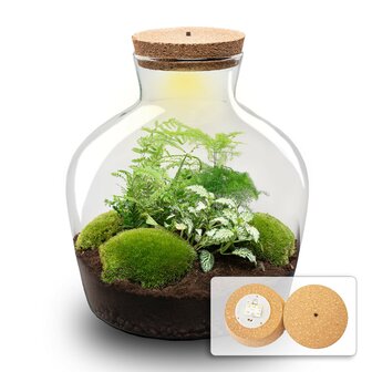 Terrarium Diy Kit - Fat Joe Green - Bottle Garden - &uarr; 30 Cm Yes