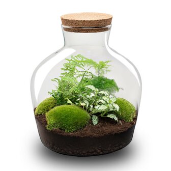 Terrarium Diy Kit - Fat Joe Green - Bottle Garden - &uarr; 30 Cm Yes