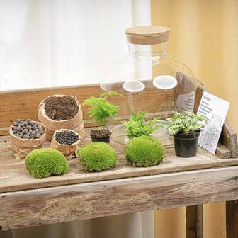 Terrarium Diy Kit - Fat Joe Green - Bottle Garden - &uarr; 30 Cm Yes