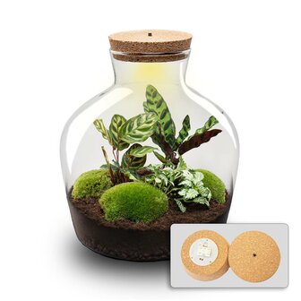 Terrarium Diy Kit - Fat Joe - Bottle Garden - &uarr; 30 Cm Yes