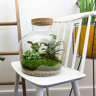 Terrarium Diy Kit - Fat Joe - Bottle Garden - &uarr; 30 Cm Yes