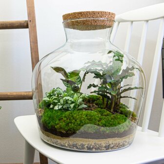 Terrarium Diy Kit - Fat Joe - Bottle Garden - &uarr; 30 Cm Yes