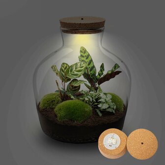 Terrarium Diy Kit - Fat Joe - Bottle Garden - &uarr; 30 Cm Yes