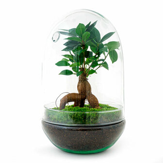 Terrarium Diy Kit - Egg Xl Bonsai - Bottle Garden - &uarr; 30 Cm