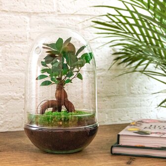 Terrarium Diy Kit - Egg Xl Bonsai - Bottle Garden - &uarr; 30 Cm