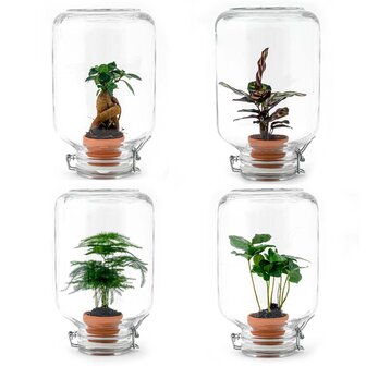 Terrarium Diy Kit - Easyplant  - &uarr; 28 Cm Asparagus