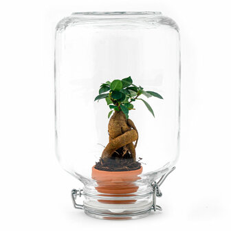 Terrarium Diy Kit - Easyplant  - &uarr; 28 Cm Asparagus