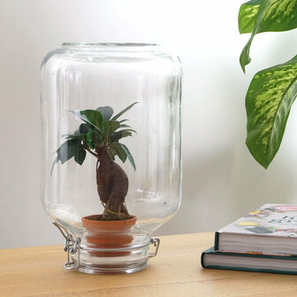 Terrarium Diy Kit - Easyplant  - &uarr; 28 Cm Asparagus
