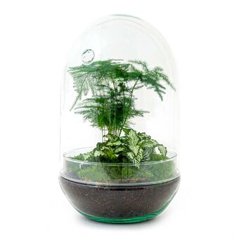 Terrarium Diy Kit - Egg Xl - Bottle Garden - &uarr; 30 Cm