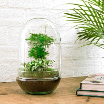 Terrarium Diy Kit - Egg Xl - Bottle Garden - &uarr; 30 Cm