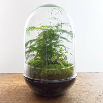 Terrarium Diy Kit - Egg Xl - Bottle Garden - &uarr; 30 Cm