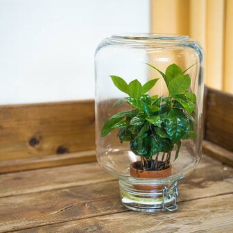Terrarium Diy Kit - Easyplant  - &uarr; 28 Cm Coffea arabica