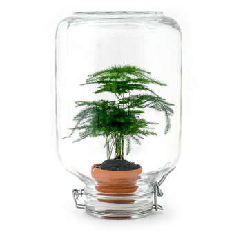 Terrarium Diy Kit - Easyplant  - &uarr; 28 Cm Coffea arabica