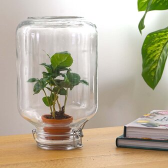 Terrarium Diy Kit - Easyplant  - &uarr; 28 Cm Coffea arabica