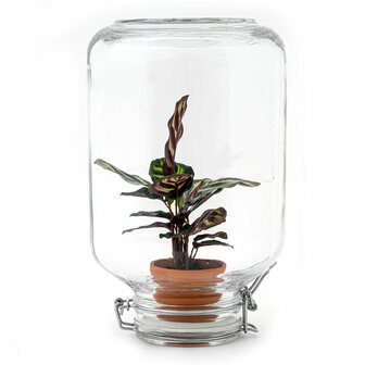 Terrarium Diy Kit - Easyplant  - &uarr; 28 Cm Bonsai