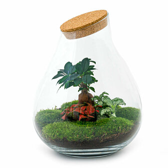 Terrarium Diy Kit - Drop Xxl Bonsai - Bottle Garden - &uarr; 43 Cm Terrarium kit
