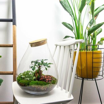 Terrarium Diy Kit - Drop Xxl Bonsai - Bottle Garden - &uarr; 43 Cm Terrarium kit