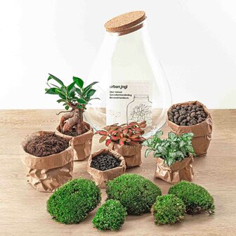 Terrarium Diy Kit - Drop Xxl Bonsai - Bottle Garden - &uarr; 43 Cm Terrarium kit
